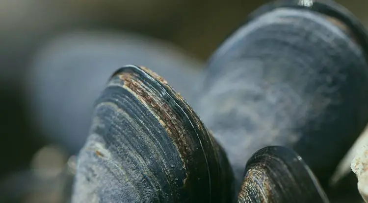 are smoked mussels good for you - Are mussels good for gut health