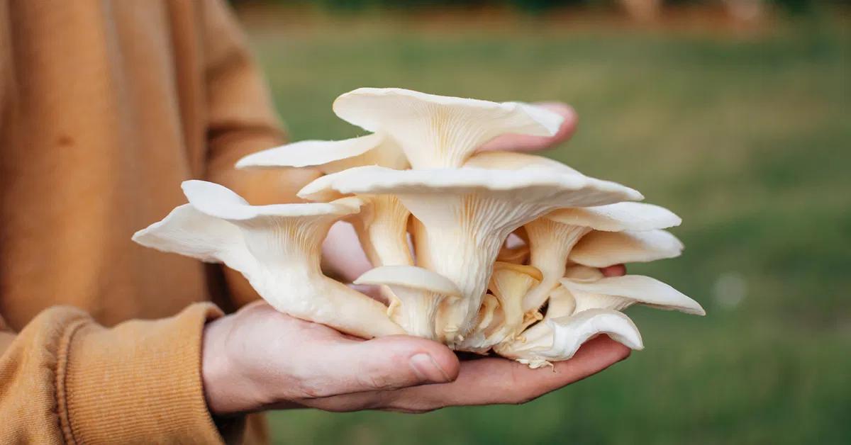 smoked oyster mushrooms - Are oyster mushrooms good for eating