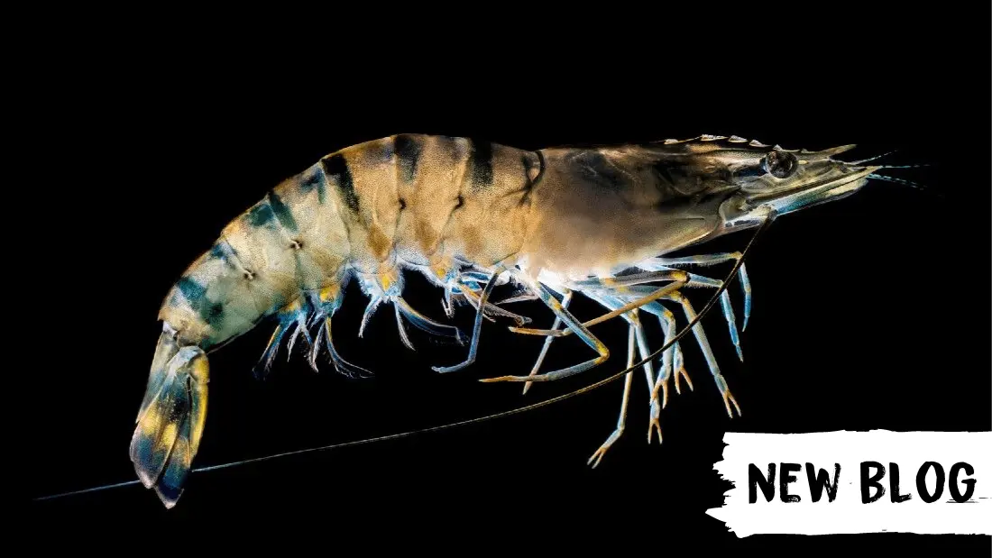 smoked prawns - Are prawns killed before cooking