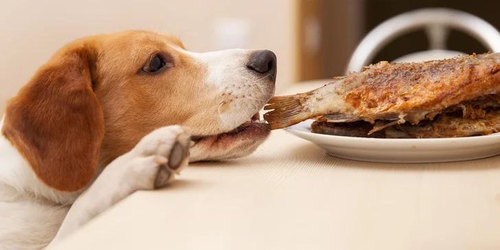 Can Dogs Have Smoked Mackerel? - Can a dog eat smoked mackerel can dogs have smoked mackerel - Can a dog eat smoked mackerel