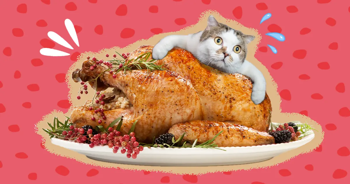 can cats eat smoked turkey - Can cats eat smoked lamb