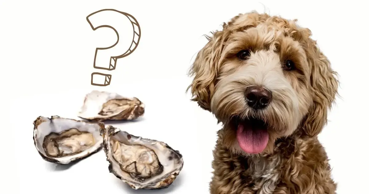 can dogs have smoked oysters - Can dogs eat canned smoked mussels