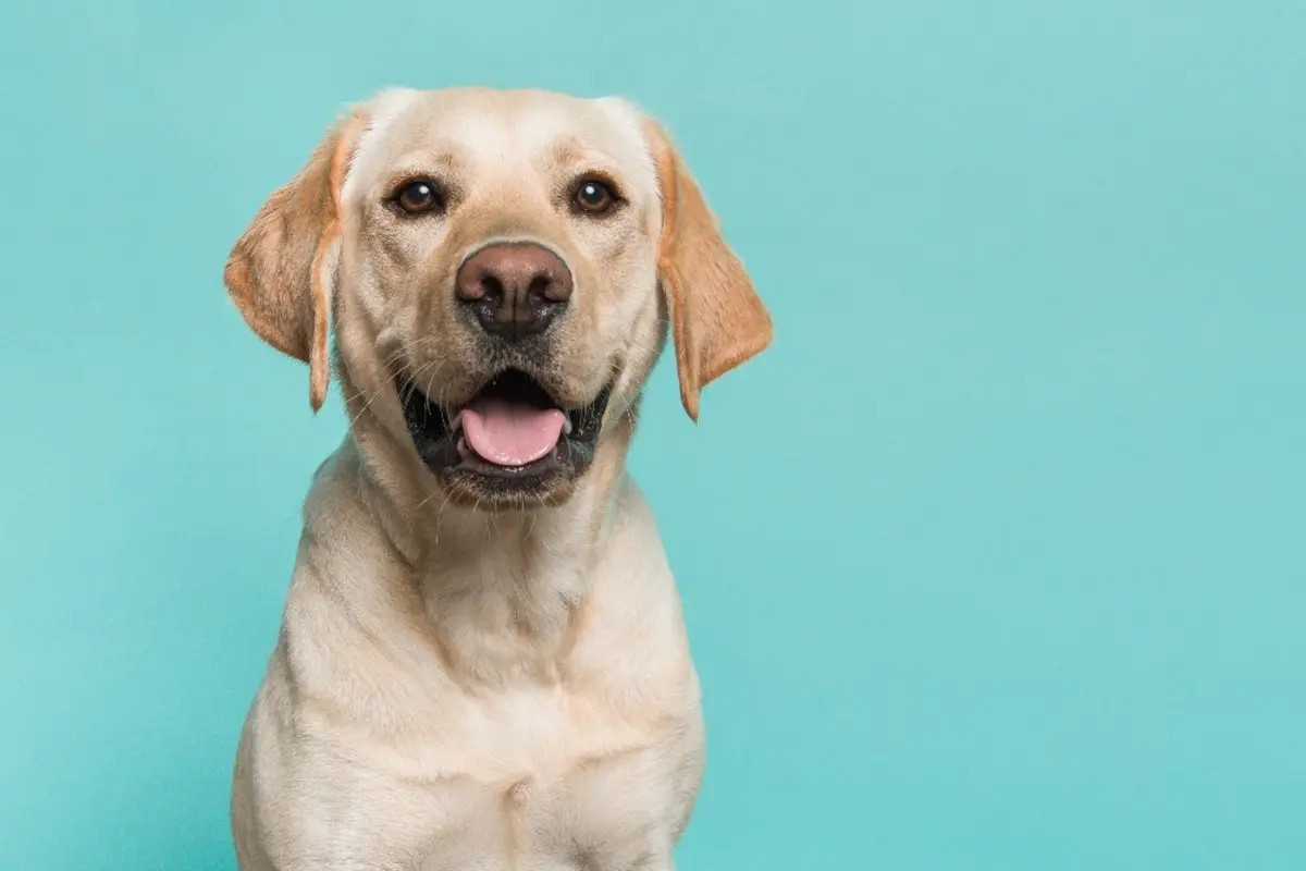 can dogs eat smoked turkey - Can dogs eat smoked ham and turkey