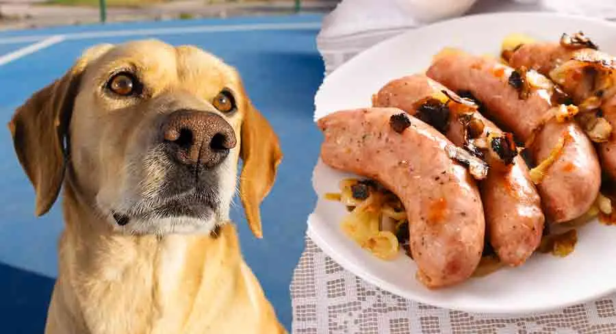 can dogs eat smoked pork - Can dogs eat smoked pork belly
