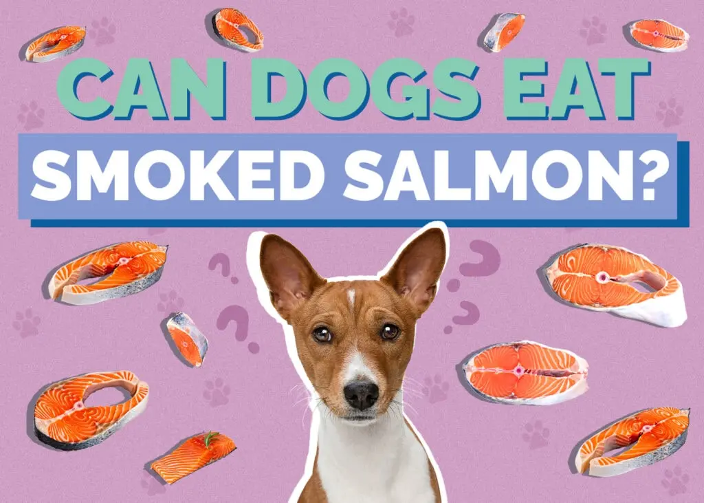 can dog eat smoked fish - Can dogs have smoked fish skin