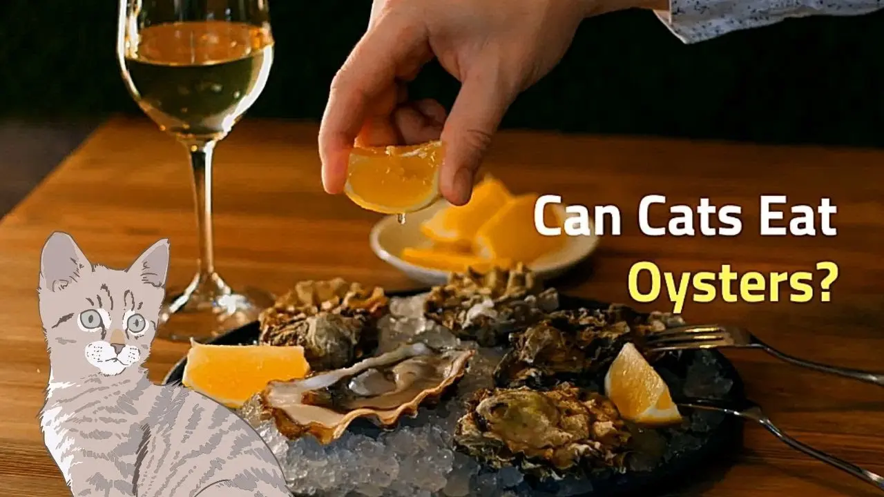 can cats eat smoked oysters - Can dogs have smoked oysters