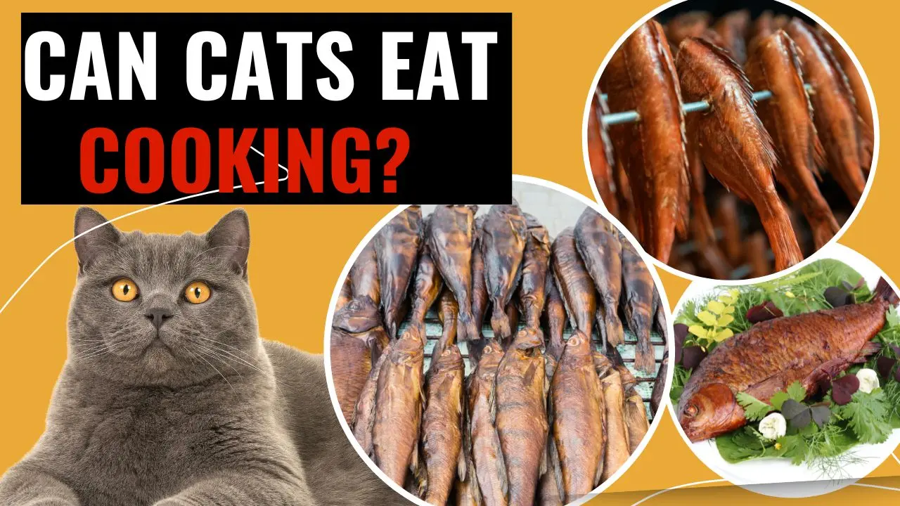 can cats eat smoked fish - Can I feed my cat cooked fish