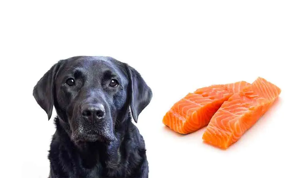 can dogs eat smoked basa - Can I give my dog basa fish