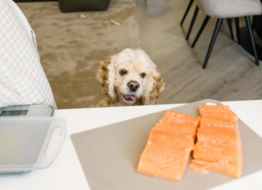 are dogs allowed smoked salmon - Can I give my dog packaged salmon