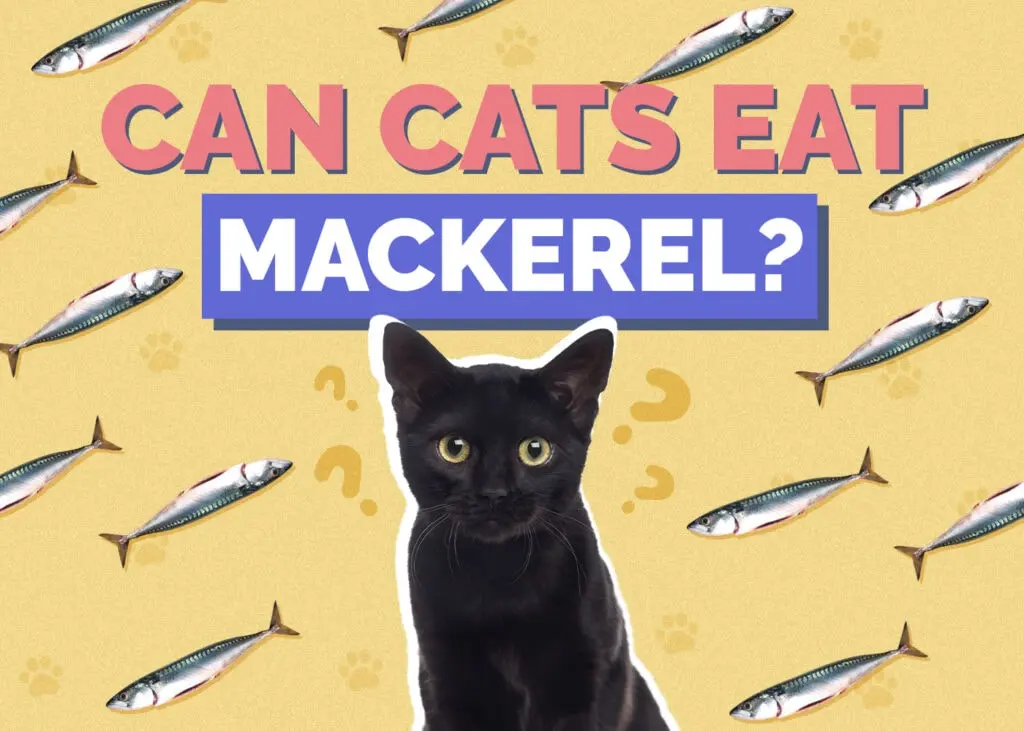 can cats eat smoked mackerel - Do cats eat mackerel