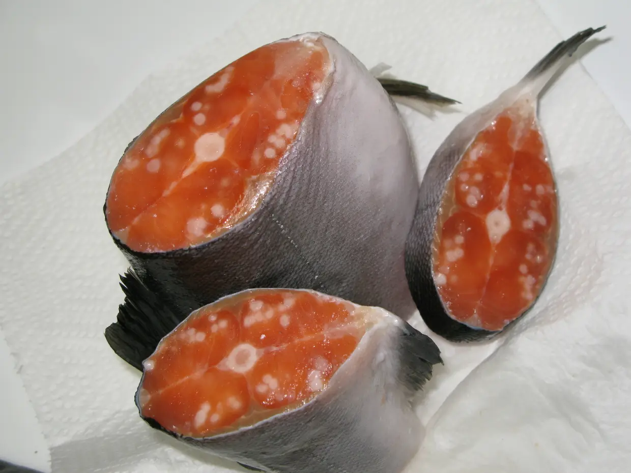 smoked salmon parasites - Does cold smoking kill parasites in salmon