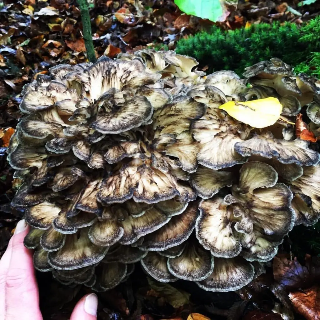 smoked hen of the woods - How do I know if I have hen of the woods