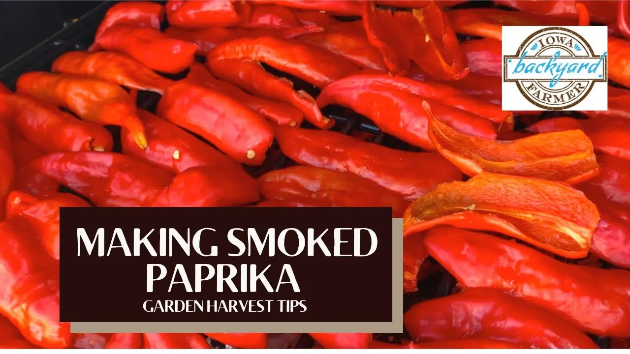 diy smoked paprika - How do you make your own paprika