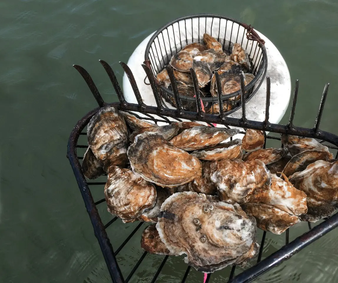 how long do smoked oysters last in the fridge - How do you store leftover smoked oysters