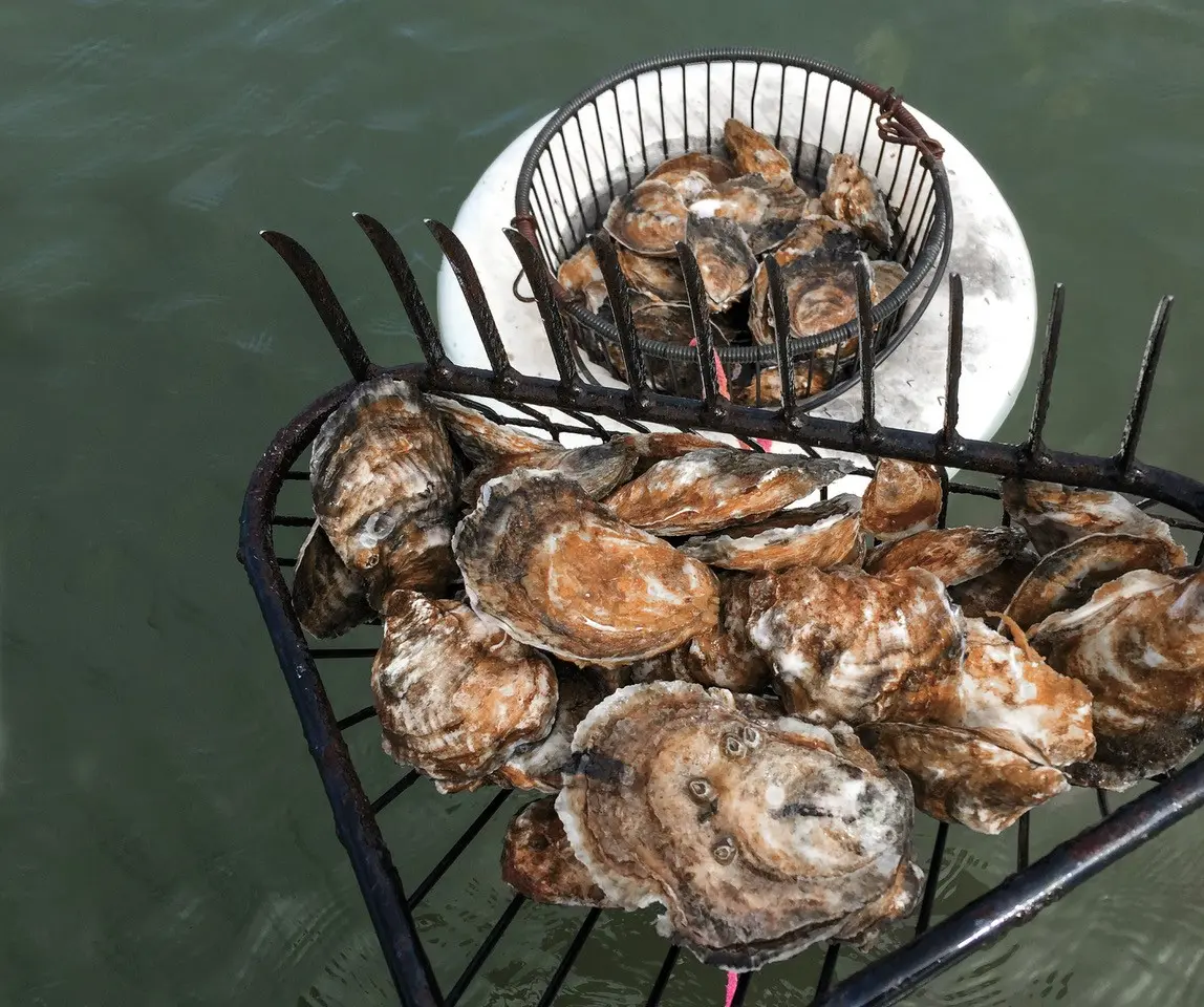 How Long Do Smoked Oysters Last in the Fridge? - How do you store leftover smoked oysters how long do smoked oysters last in the fridge - How do you store leftover smoked oysters