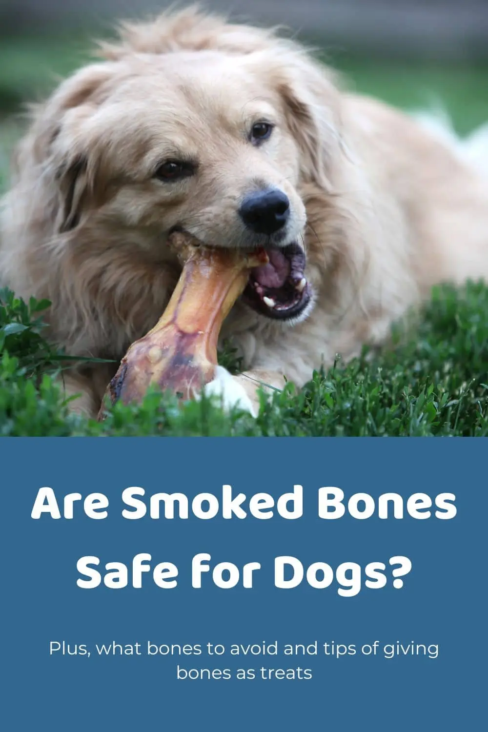 can dogs eat smoked bones - How long to smoke bones for dogs