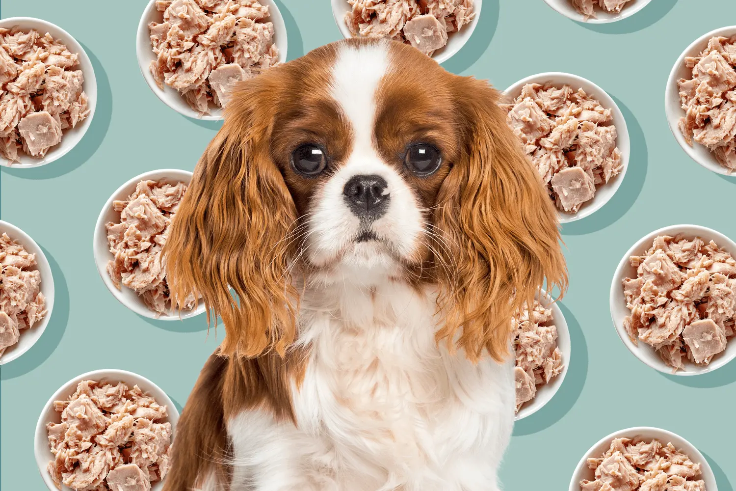 Can Dogs Eat Smoked Tuna? - How much canned tuna can I give my dog can dogs eat smoked tuna - How much canned tuna can I give my dog