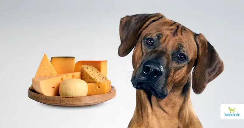 can dogs have smoked cheese - Is American cheese OK for dogs