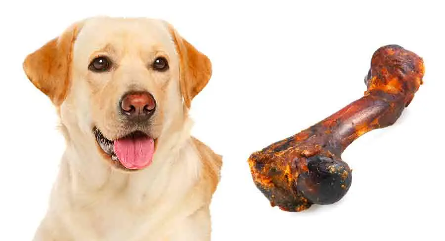 are smoked marrow bones safe for dogs - Is bone marrow toxic to dogs