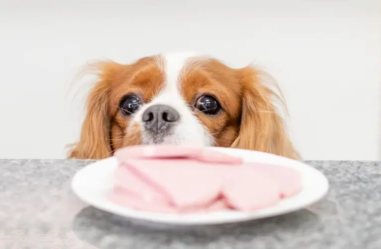 can dogs eat smoked ham - Is it OK if my dog ate ham