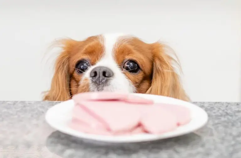 Can Dogs Eat Smoked Ham? - Is it OK if my dog ate ham can dogs eat smoked ham - Is it OK if my dog ate ham