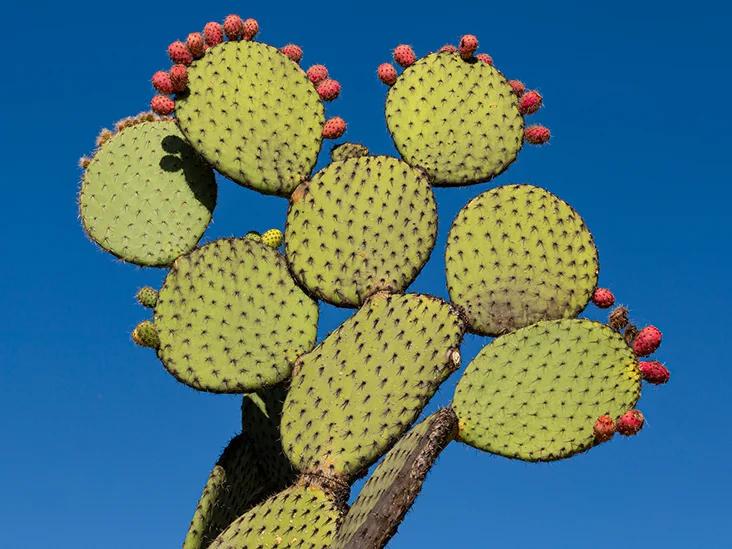 smoked cactus - Is it OK to eat raw nopales