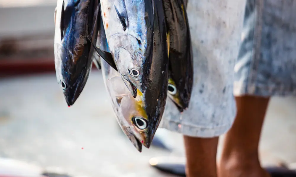 john west smoked tuna uk - Is John West tuna Wild caught
