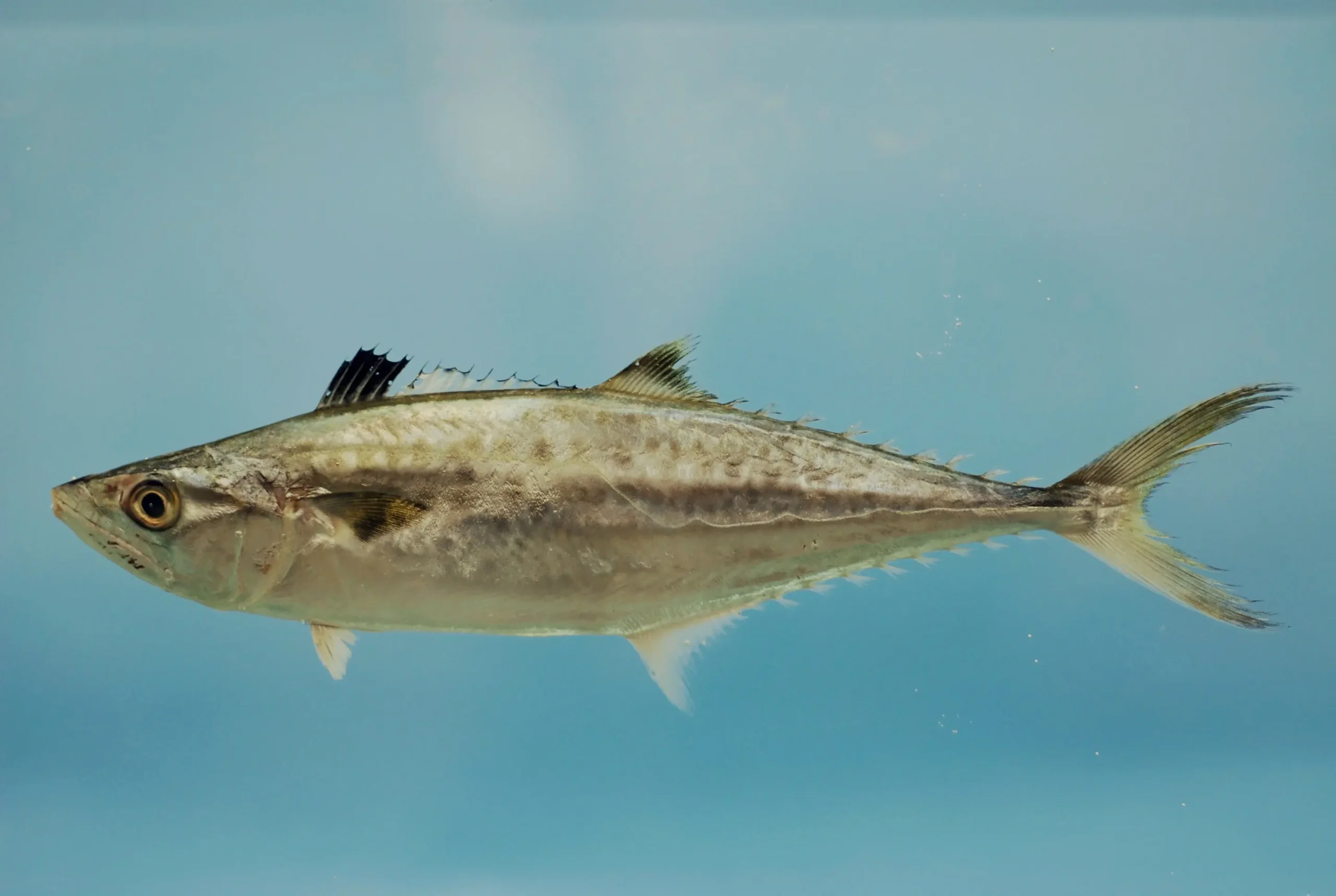 can you eat smoked mackerel when pregnant - Is mackerel good for conception