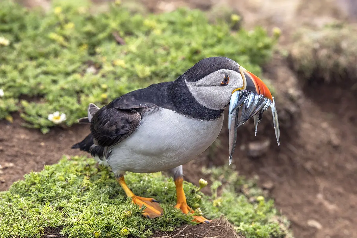 smoked puffin - Is puffin heart edible