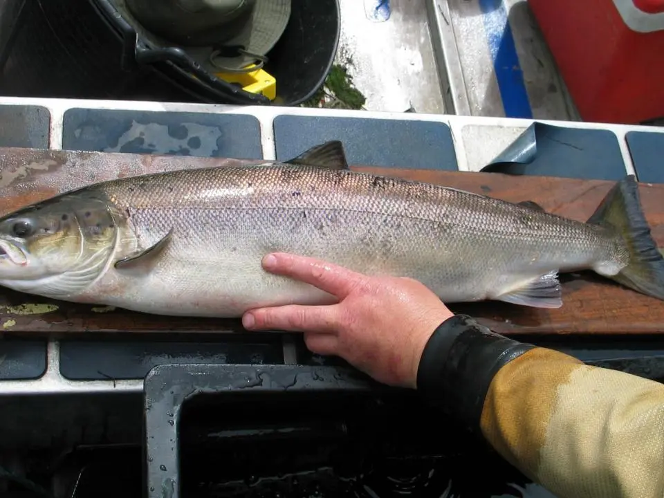 smoked salmon ireland - Is there wild salmon in Ireland