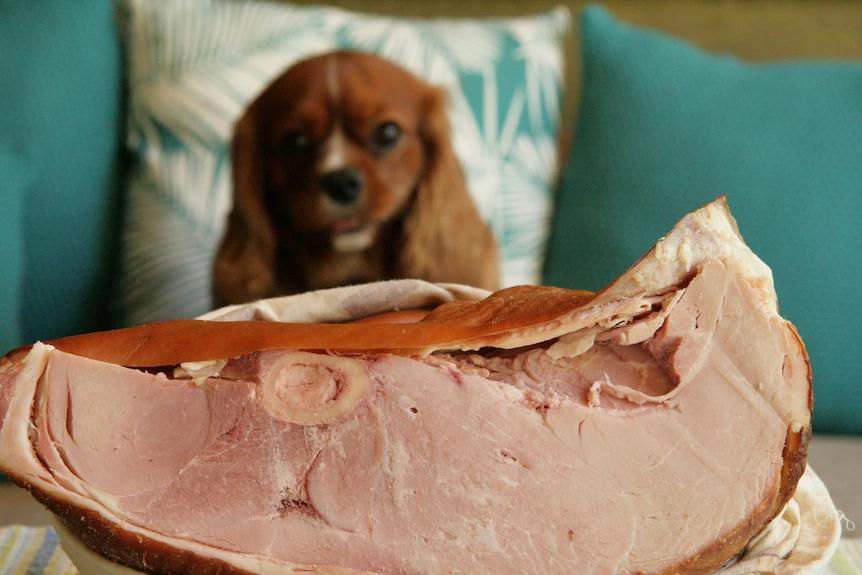 can dogs eat smoked ham - Is turkey ham good for dogs