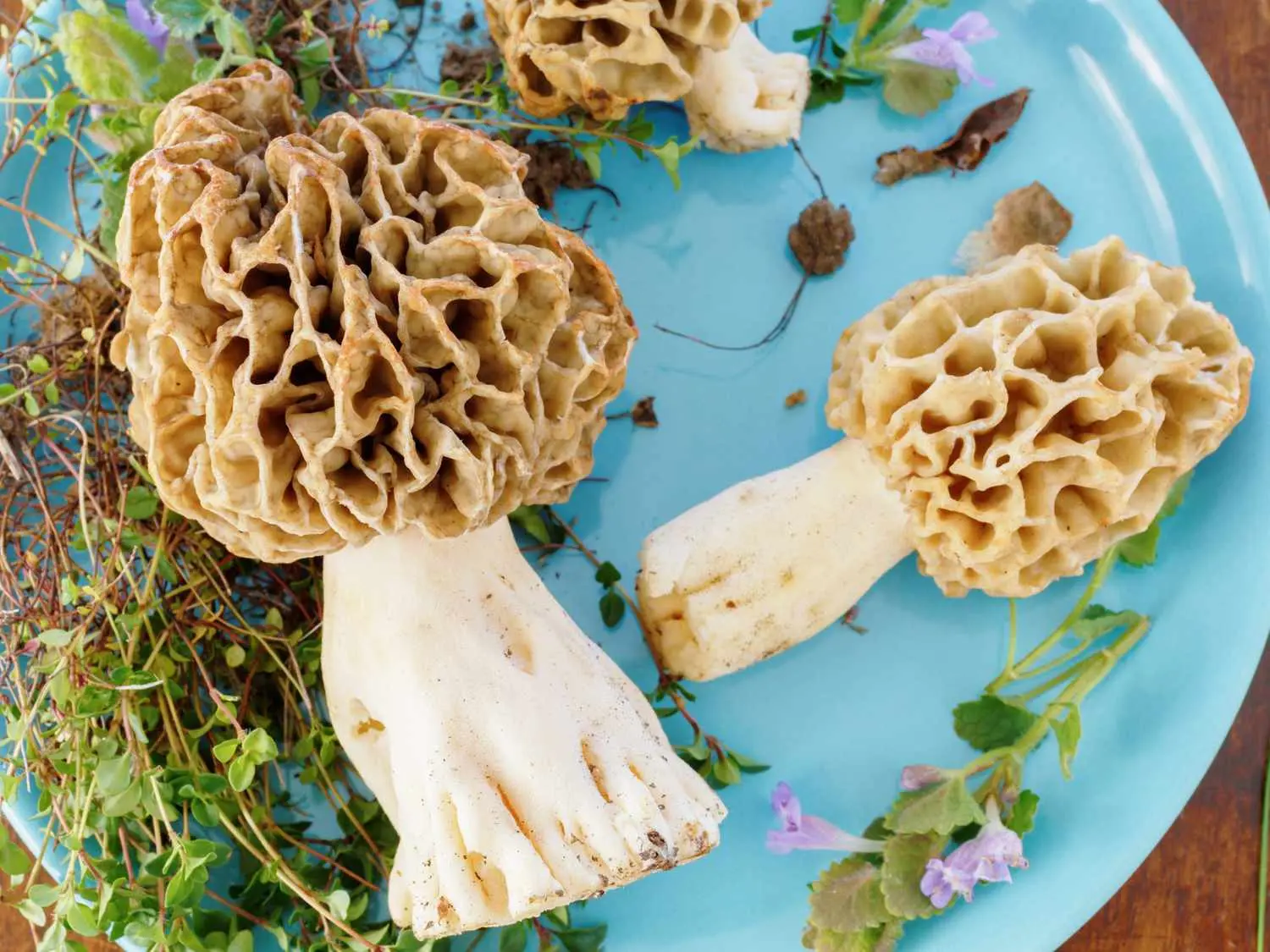 smoked morel mushrooms - Should you soak morel mushrooms