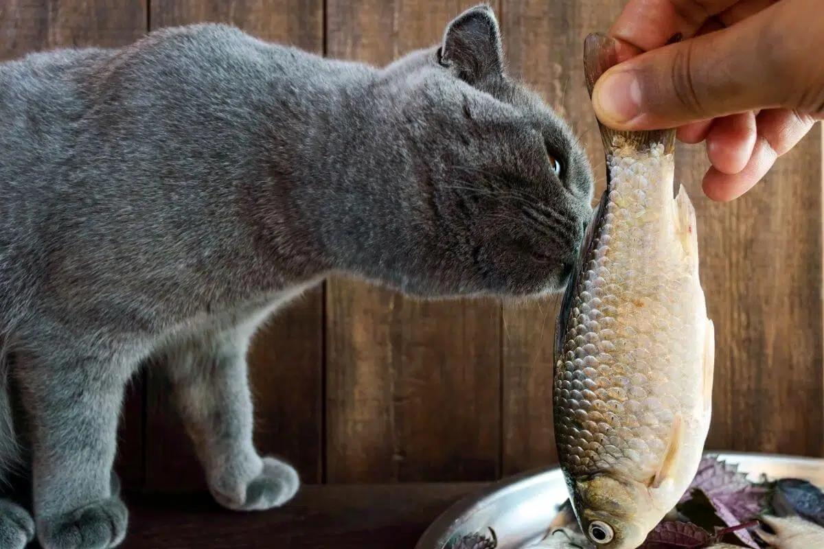 can cats eat smoked fish - What fish can cats not eat