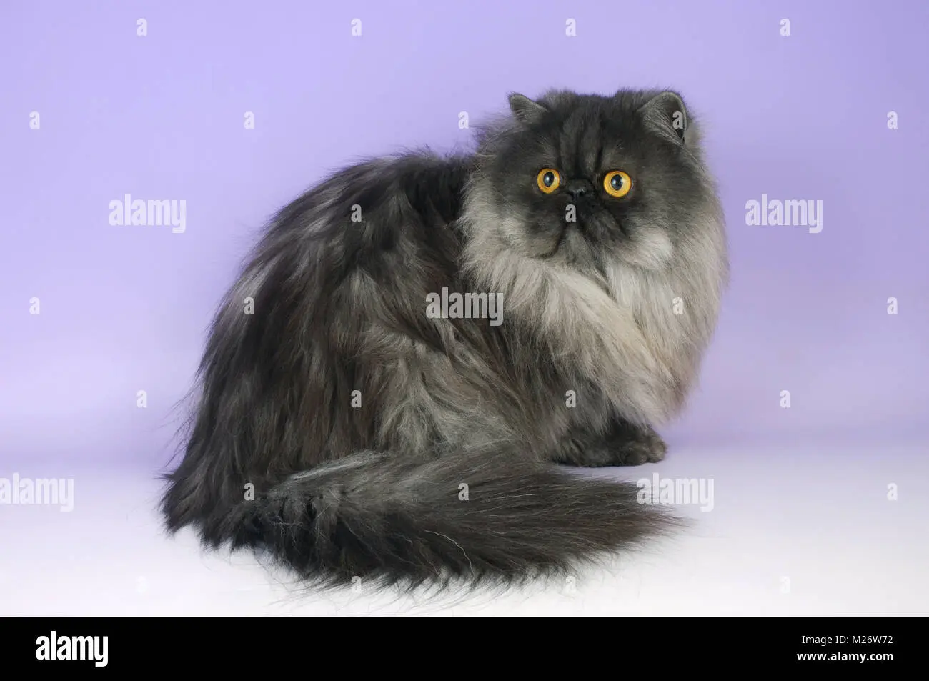 smoked persian cat - What is a smoke cat