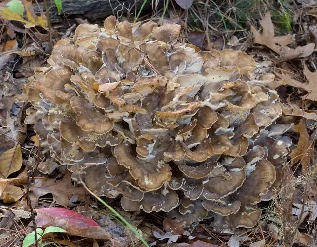 smoked hen of the woods - What is hen in the woods