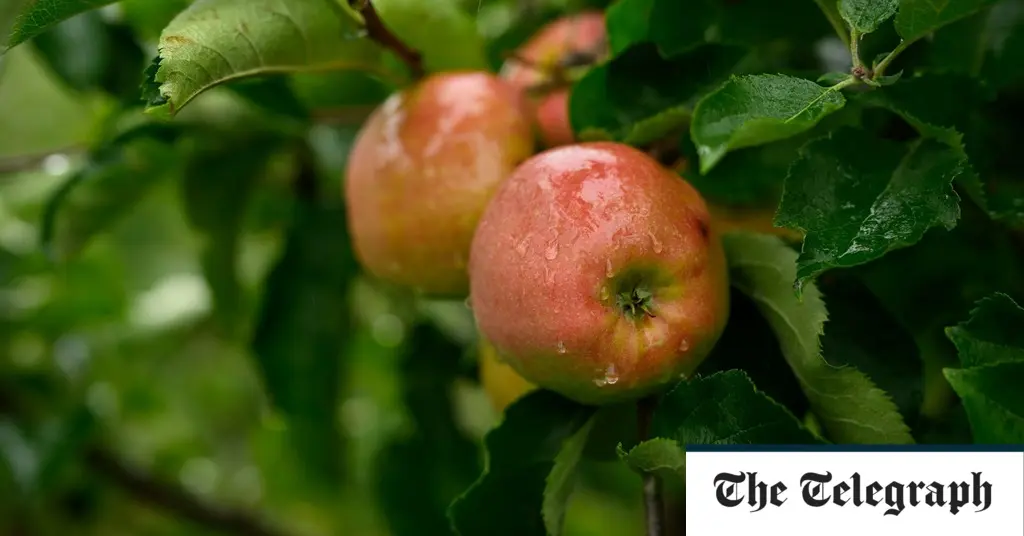 smokehouse apples - What is the best British eating apple