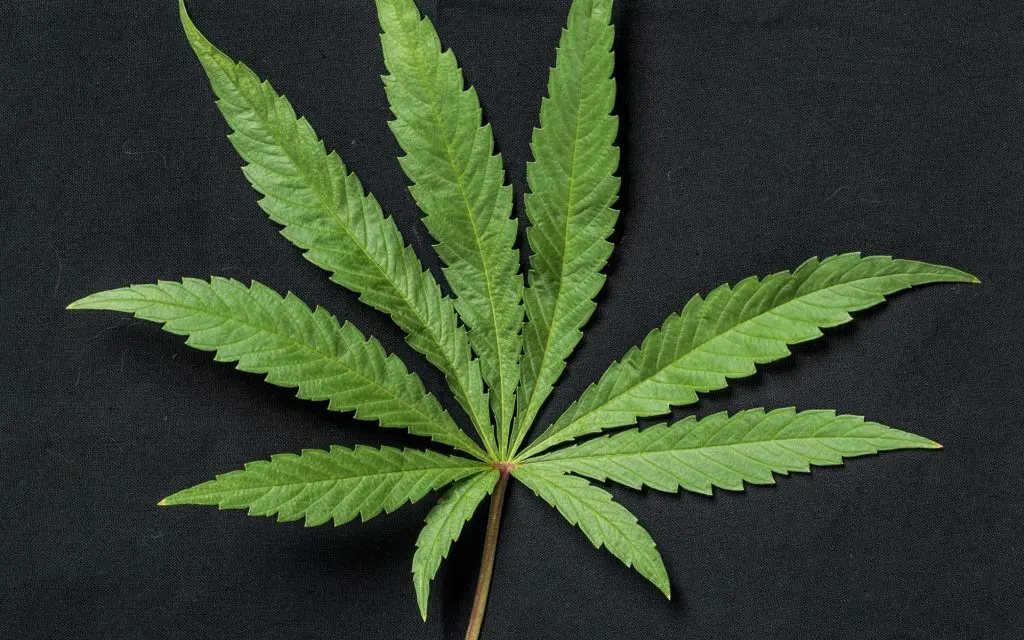 what part of the cannabis plant is smoked - What is the leaf of a cannabis plant