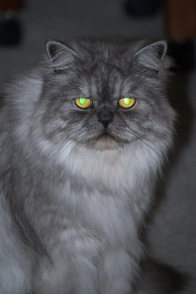 smoked persian cat - What is the most expensive cat