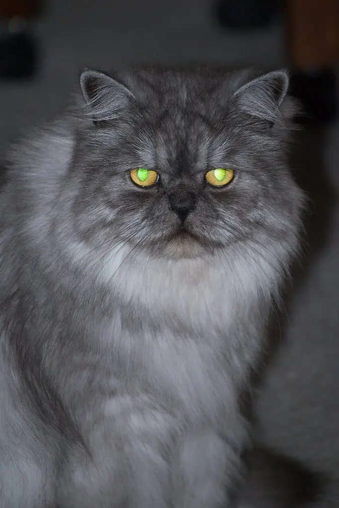 Smoked Persian Cat: The Rarest and Most Expensive Persian Color - What is the most expensive cat smoked persian cat - What is the most expensive cat