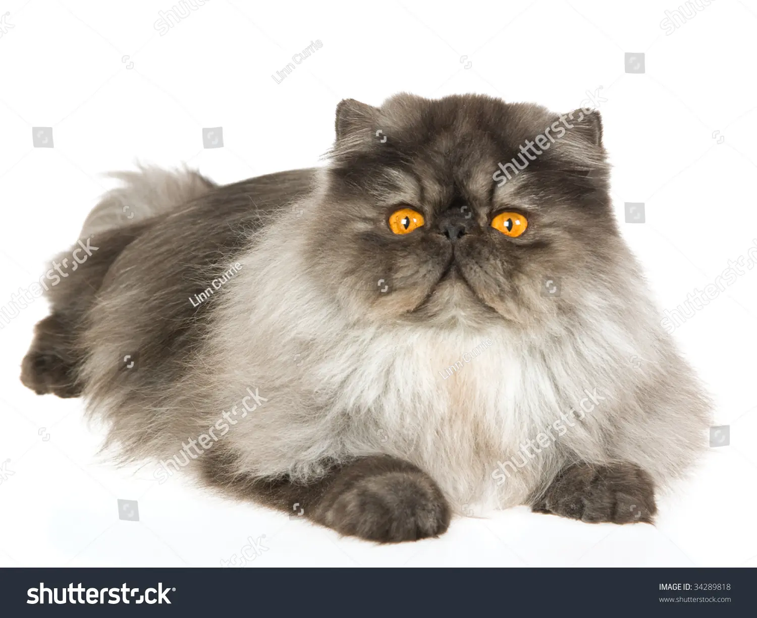 smoked persian cat - What is the rarest Persian color