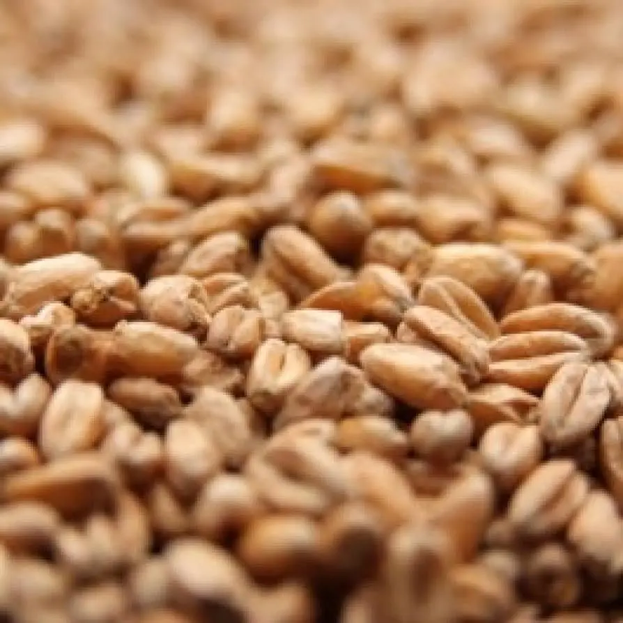 smoked wheat malt - What is wheat malt used for