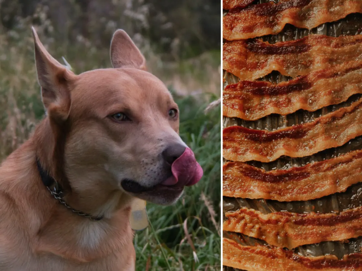 can dogs eat smoked bacon - What kind of bacon is safe for dogs