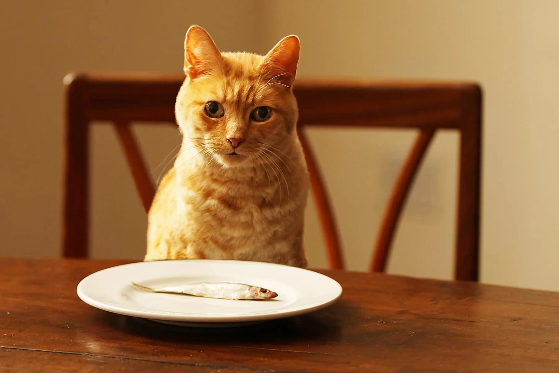 can cats eat smoked meat - What kind of meat is best for cats