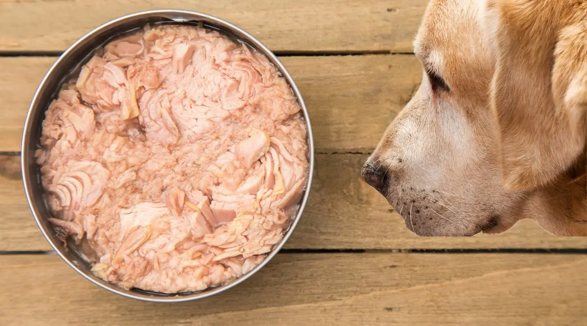 Can Dogs Eat Smoked Tuna? - What kind of tuna is safe for dogs can dogs eat smoked tuna - What kind of tuna is safe for dogs