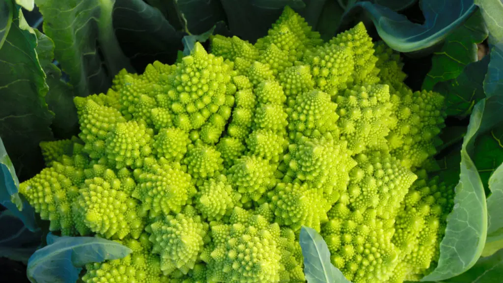 smoked broccoli and cauliflower - What vegetable is similar to broccoli and cauliflower