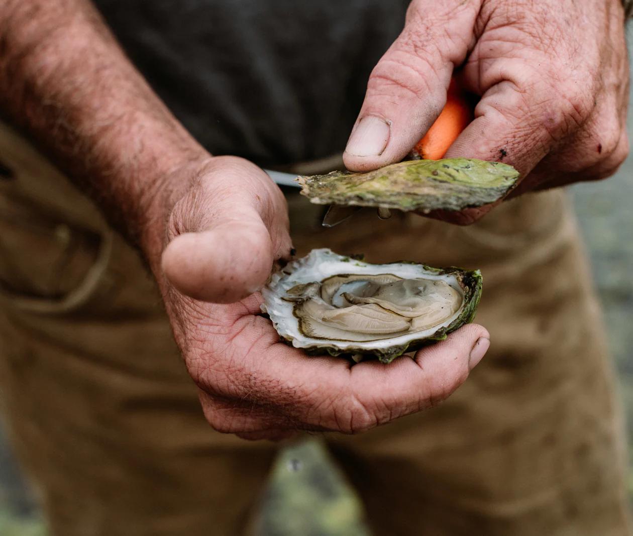 Smoked Oysters from Maine: A Delicacy with a Rich History - Where did smoked oysters originate smoked oysters from maine - Where did smoked oysters originate