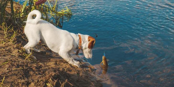 is smoked mackerel good for dogs - Which is better for dogs sardines or mackerel