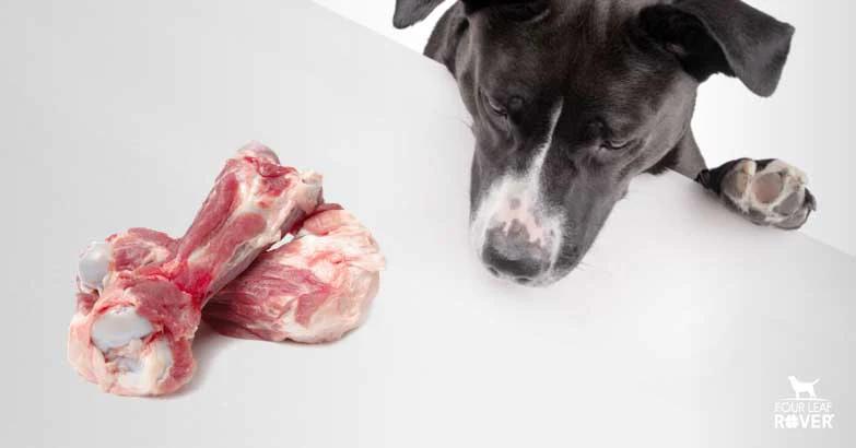 can dogs eat smoked pork - Why can't dogs eat cooked pork