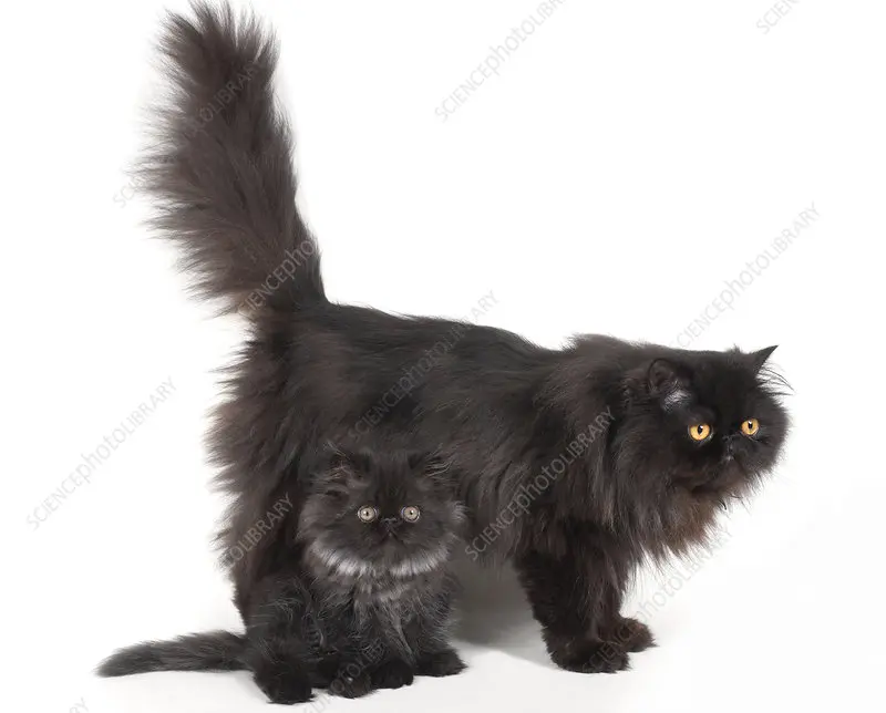 smoked persian cat - Why Persian cats are expensive